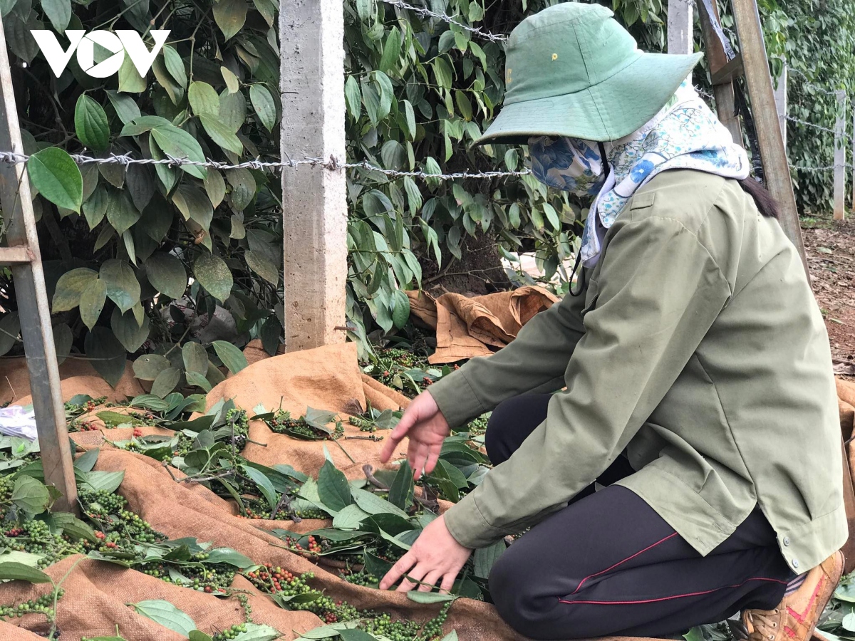 Mưa trái mùa, phơi sấy nông sản gặp khó